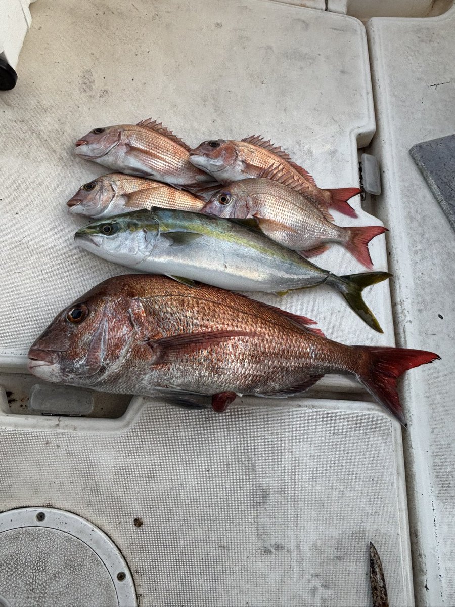 今日は明石の友人たちと
にらみダイ＆テリヤキ狙いへ🎣
全体に潮が動かず厳しかったけど
少だけ確保できました(笑)