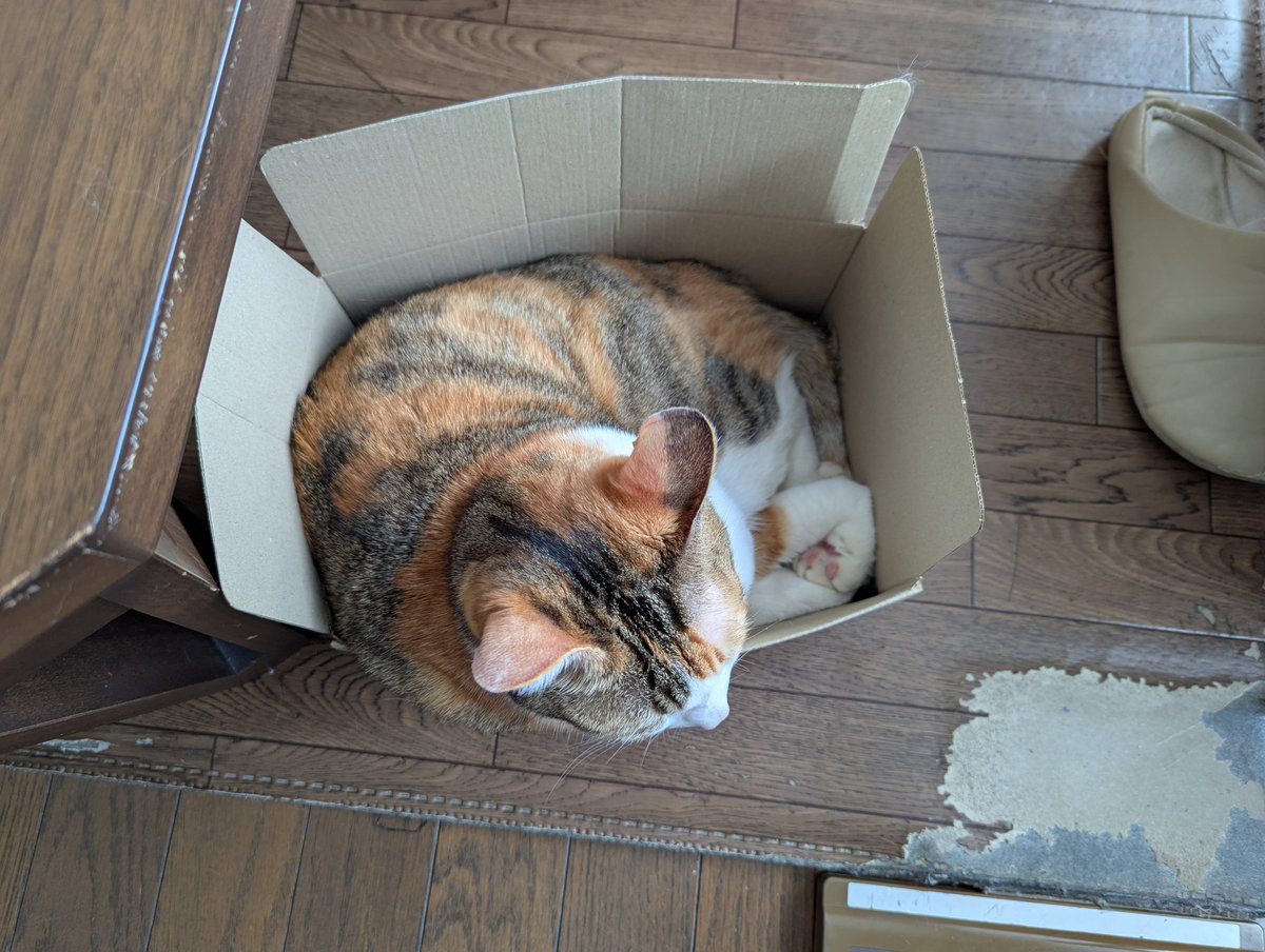 猫箱様 この箱の狭さがピッタリのようで、昼前に入ったら夕方までそのまま寝