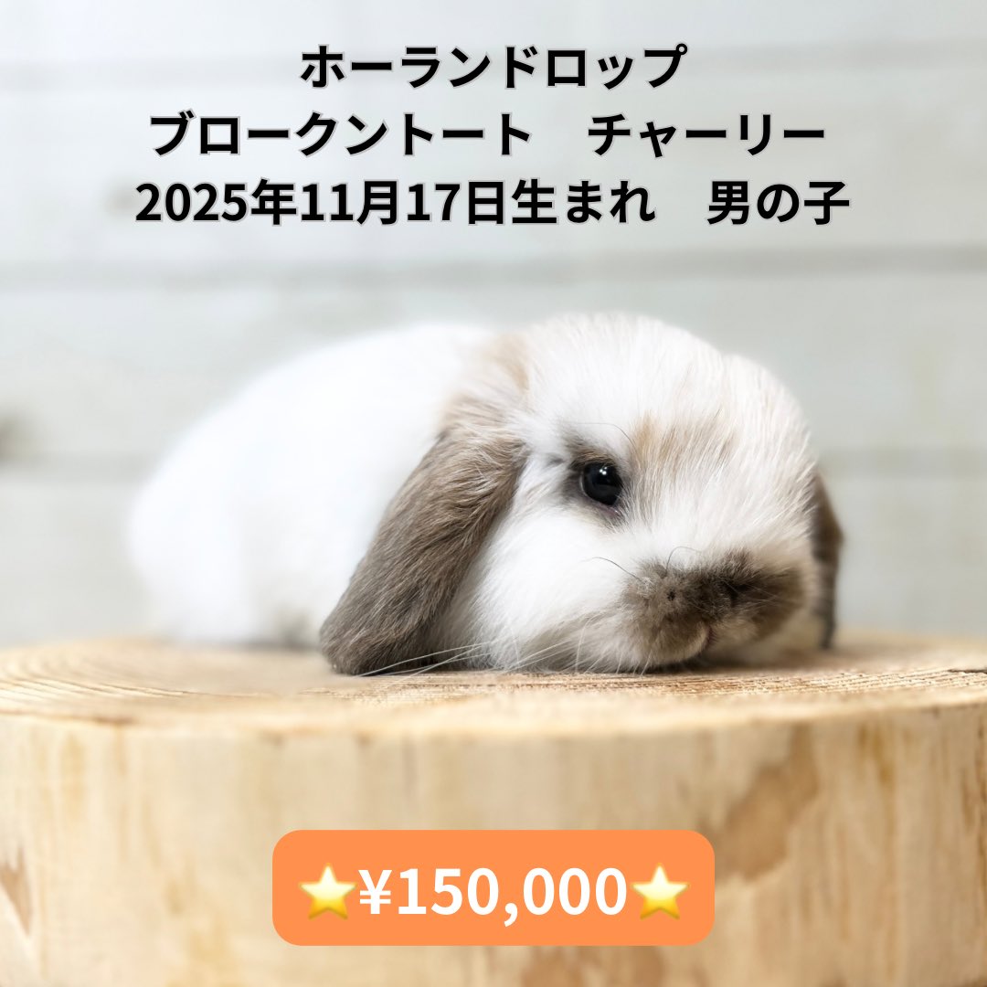 lapin(うさぎ)ページ フレンチロップ F66 トライカラー 男の子 うさぎ専門店 うさぎ舎 Lapin