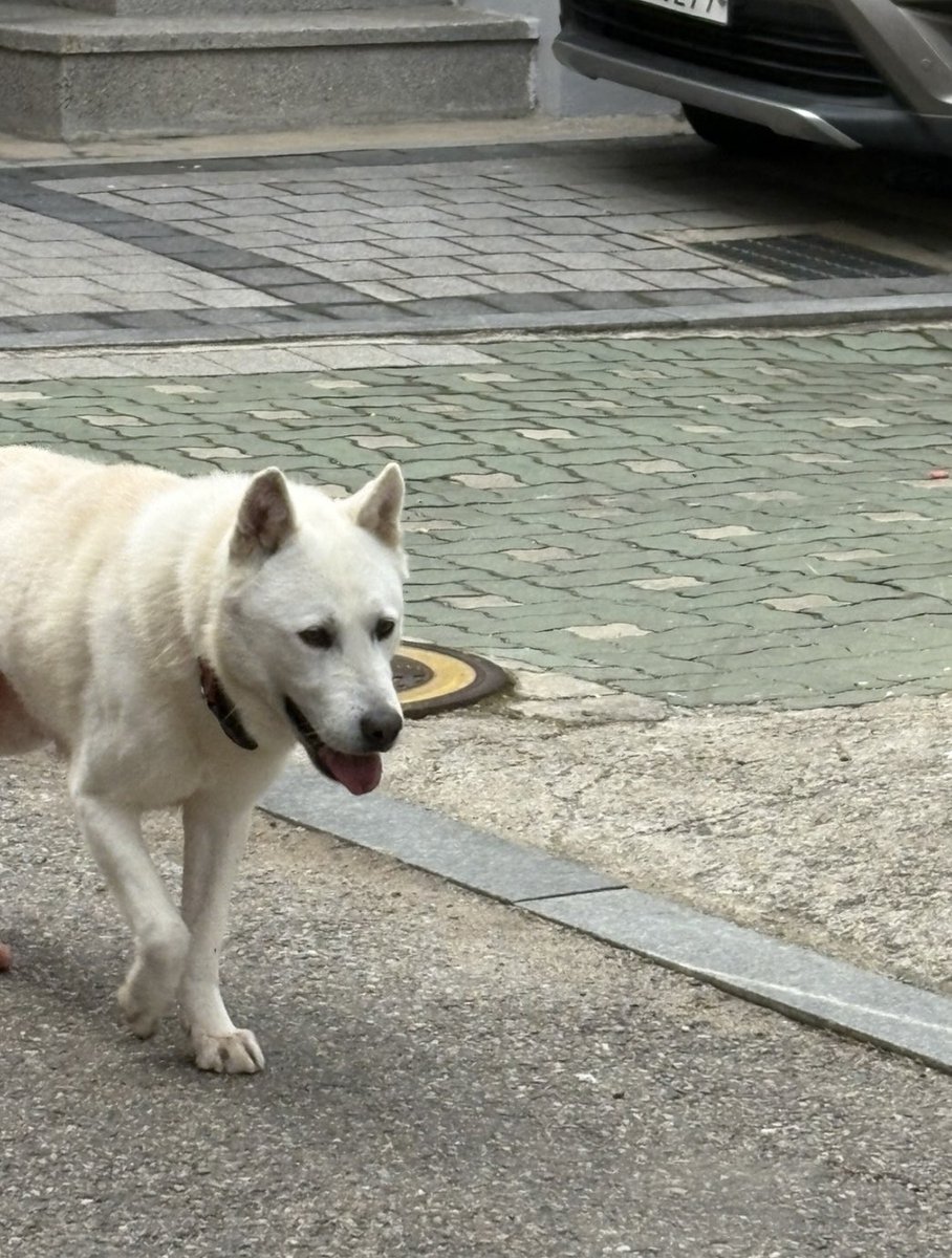 망원동 백구아이 유심히 봐주세요! 혹시 이 친구를 아시는 분. 포획하는 과정에서 차에 치인건지 다리에 상처를 입었어요ㅠㅠ 마포구청 당직실에서 보호중이라고 해요!