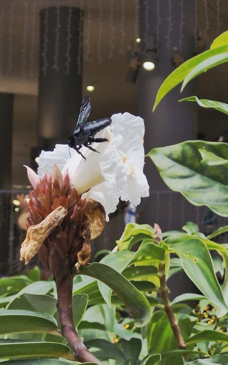 Wish I'd gotten a better shot because she was so beautiful 🥀