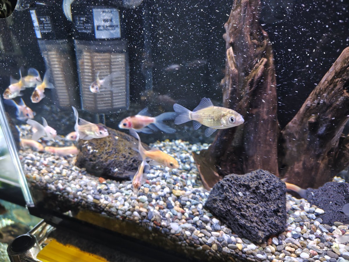 本日、休みでしたので、年内最後の水換え。ヒーターなしの水槽は冷たい🧊😅
来年もアクアリウム楽しみますよ🐟️👍️☺️

＊外飼育のメダカ、錦鯉はトロ舟の表面が結氷、寒いからね、、、😰（冬囲いはしてあります）

#アクアリウム
#熱帯魚
#メダカ
#錦鯉
#趣味
#水槽のある暮らし