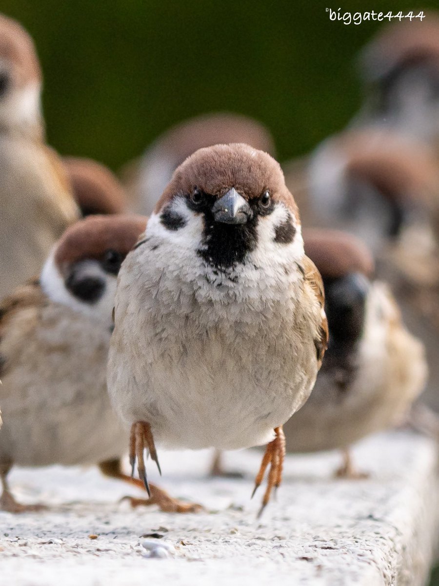 スズメページ biggate4444@毎日スズメ今年で8年目 (@biggate43) / Posts / X