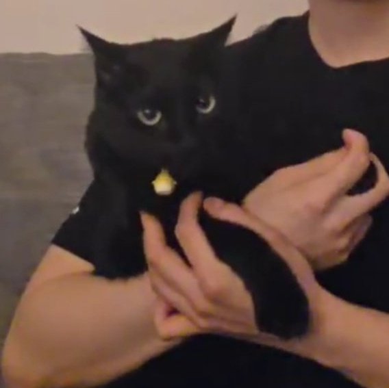 sugatradamus's tweet image. 💌 Tang is a 3 year old boy big kitty, he weighs 6.4 kg and his dad was a street cat. yoongi adopted him from a friend he knew. he originally wanted two cats but couldn’t, he was supposed to name them Seol-Tang which translates for Sugar.

Tangie is a total biscuit-making…