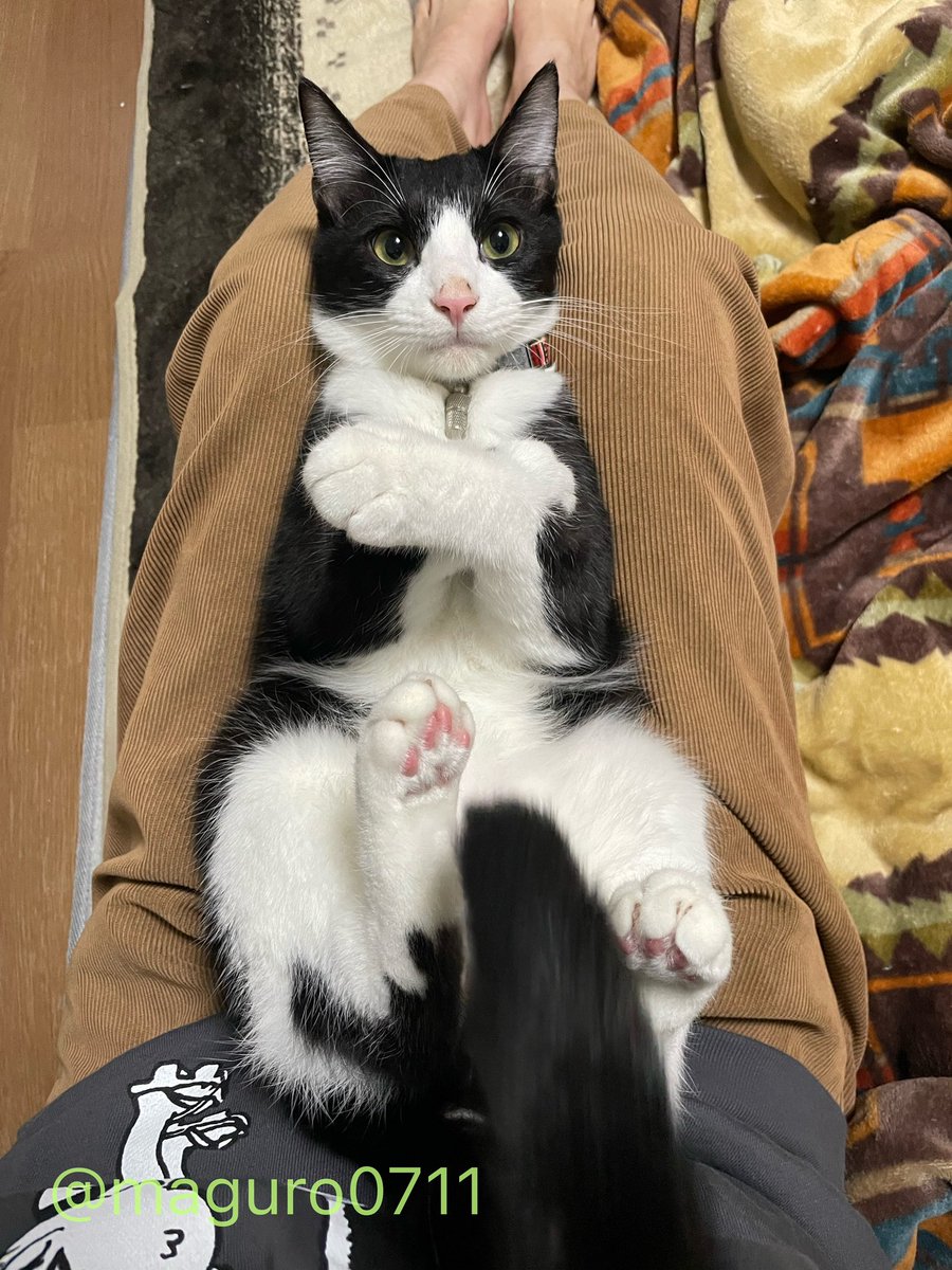 週休8日の猫吸い (@8VA64ArRkX7nOHE) / Posts / X