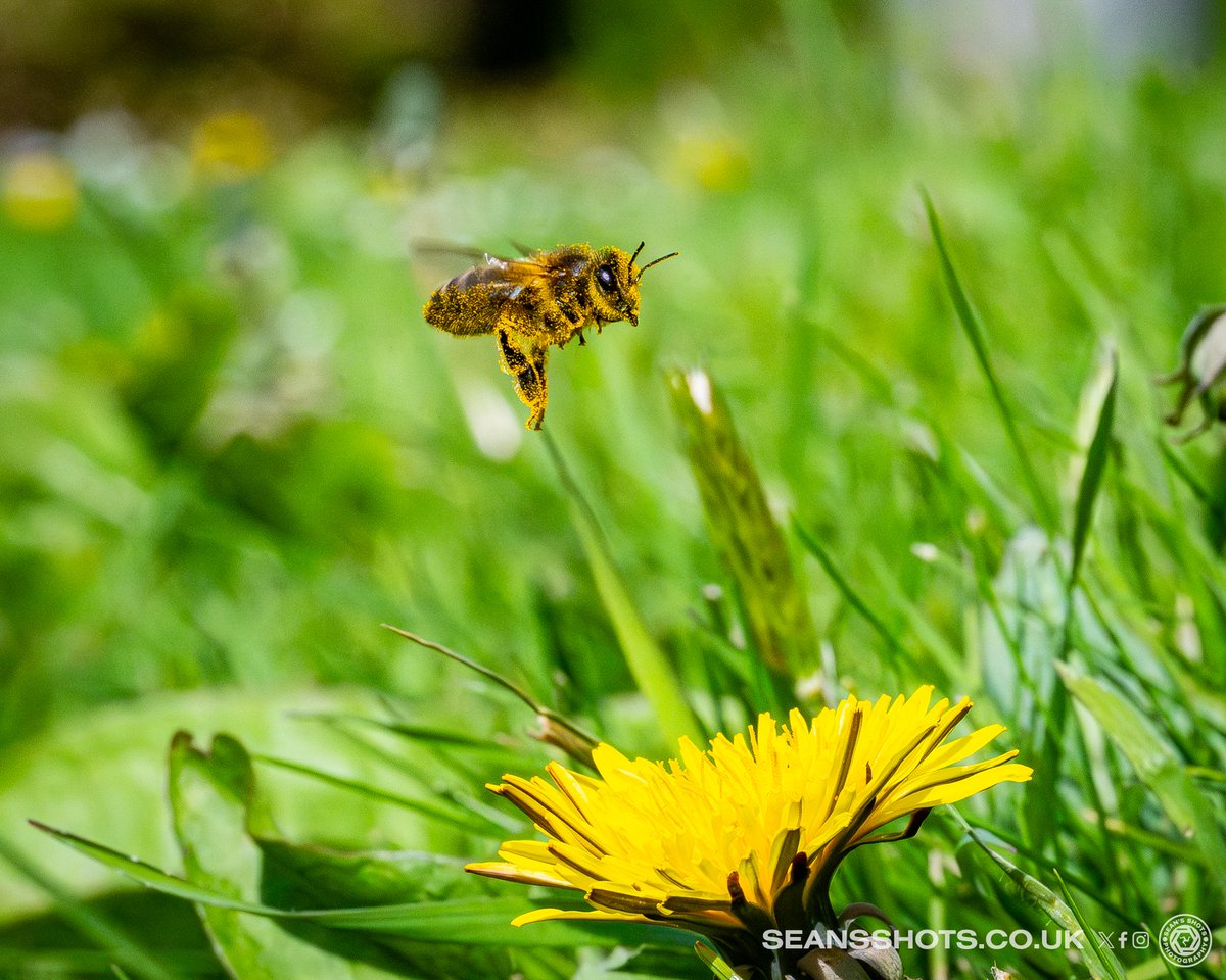 SeansShots tweet media