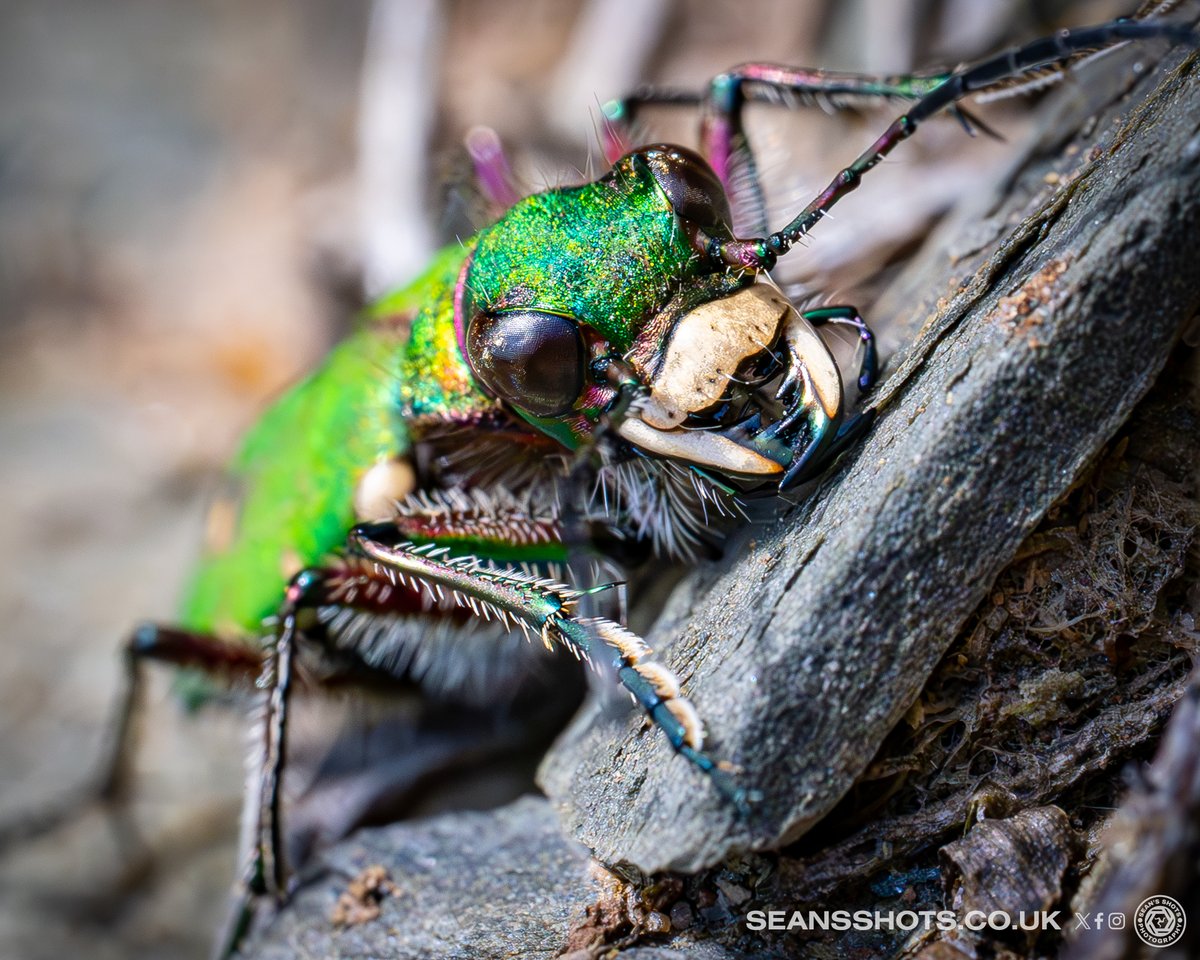 SeansShots tweet media