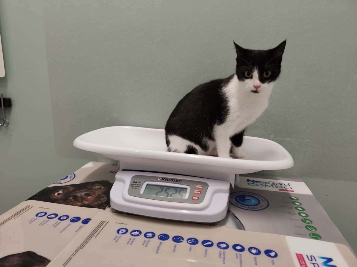 Koty w głowie 🐈 tweet media