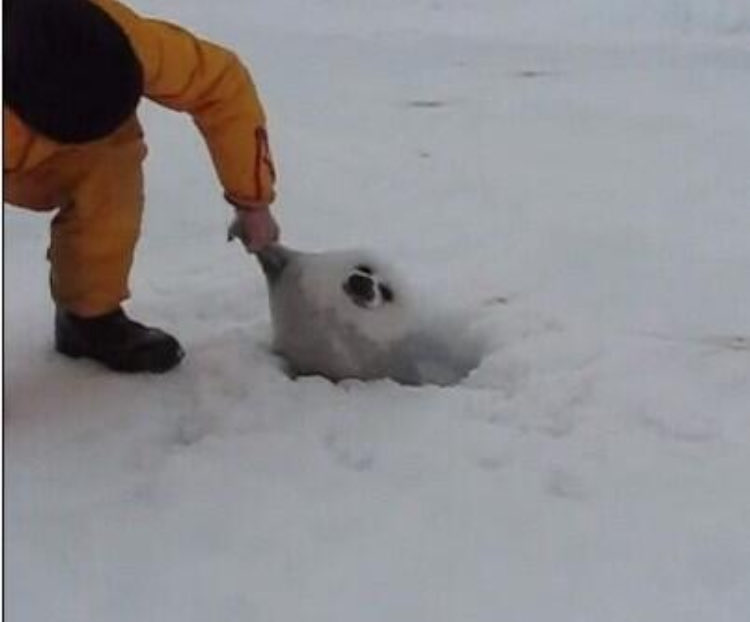 yoshi様　⭕️3月5日まで RS-3 NEXT BRITH-Zチャンピオン獲得編（松田次生X2025 Z-Challenge