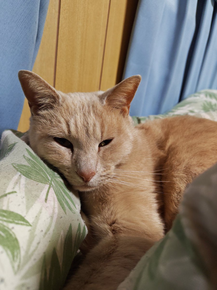 明日、仕事だし、なぜか既に眠い🥱寝るかな🤣🤣

#地域猫
#今日ネズミを捕まえてきた