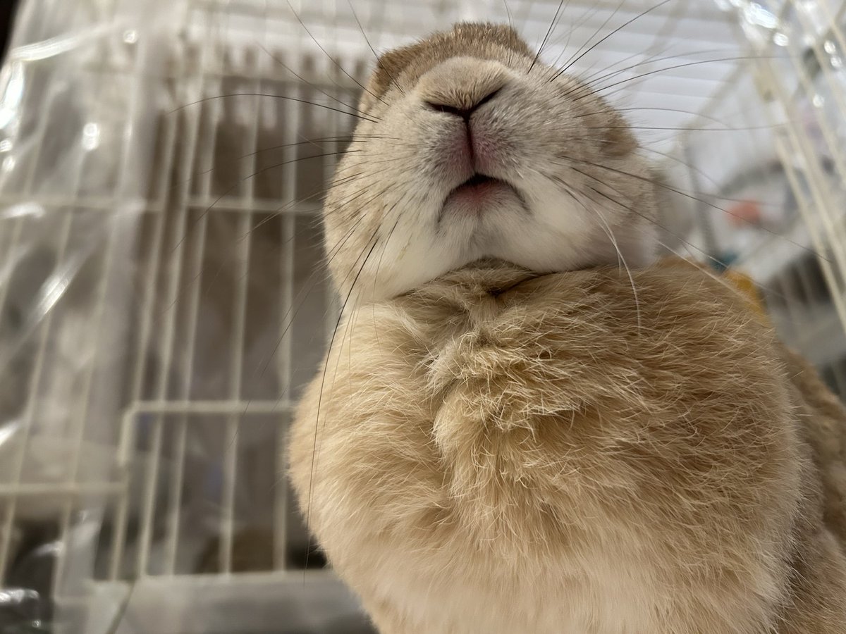 【うさぎちゃんページ】 Post by うさぎちゃん on X: 나?