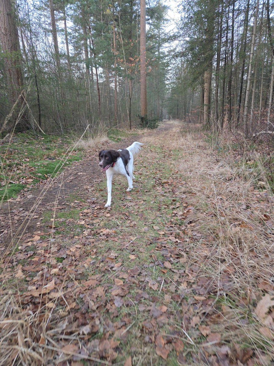 Heerlijk weer een keer in het bos met de kleine grote man ! Gelukkig is "probleem " wolf bram weg hier. Maar vind het stiekem nog wel spannend