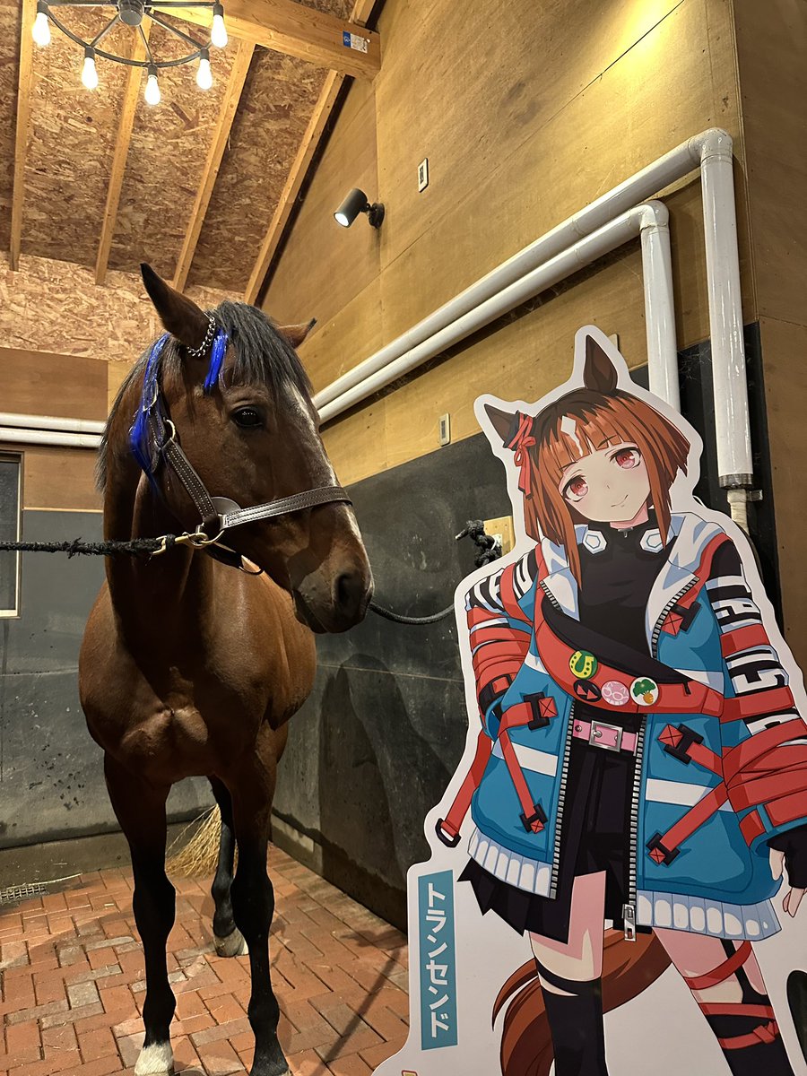 Versailles_Farm's tweet image. 🌍 To Uma Musume fans around the world 🌍

This is Versailles Resort Farm in Hokkaido, Japan.
It is a place where horses who once ran on the racetrack now live calmly, safely, and with care.

At our farm live:
•Tanino Gimlet
•Transcend
•Wonder Acute
•Eishin Flash

Through…