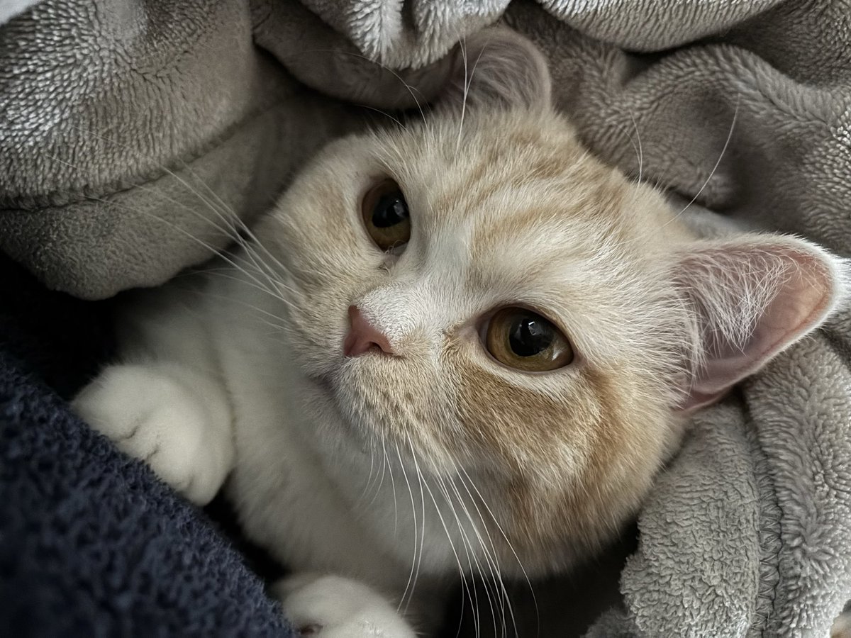 ファントム (@e1ncPjBJpO91762) / Posts / X