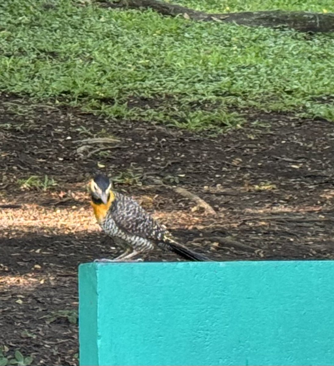 Beleza sem fim no meio do meu caminho. Bom domingo!