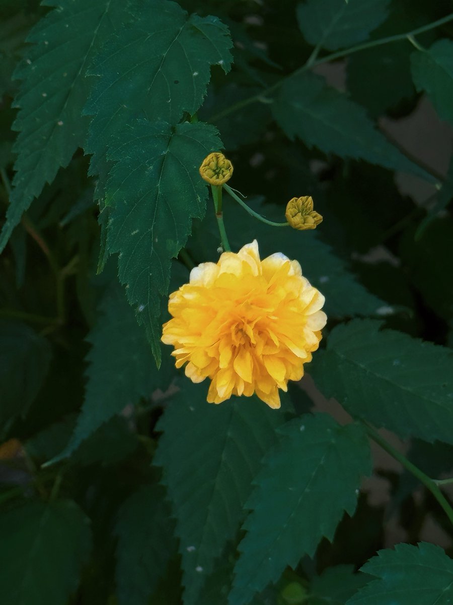 Jocaccia tweet media