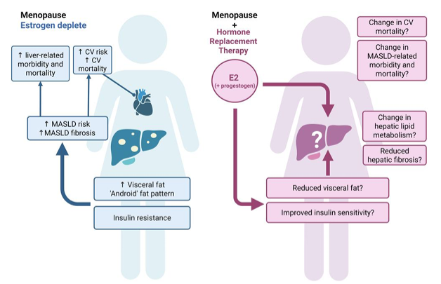 scottisaacsmd's tweet photo. Hormone therapy may influence multiple #MASLD pathways, but human data are mixed and largely observational.
https://t.co/oreNGGxaIA https://t.co/jkrnJvKsp3