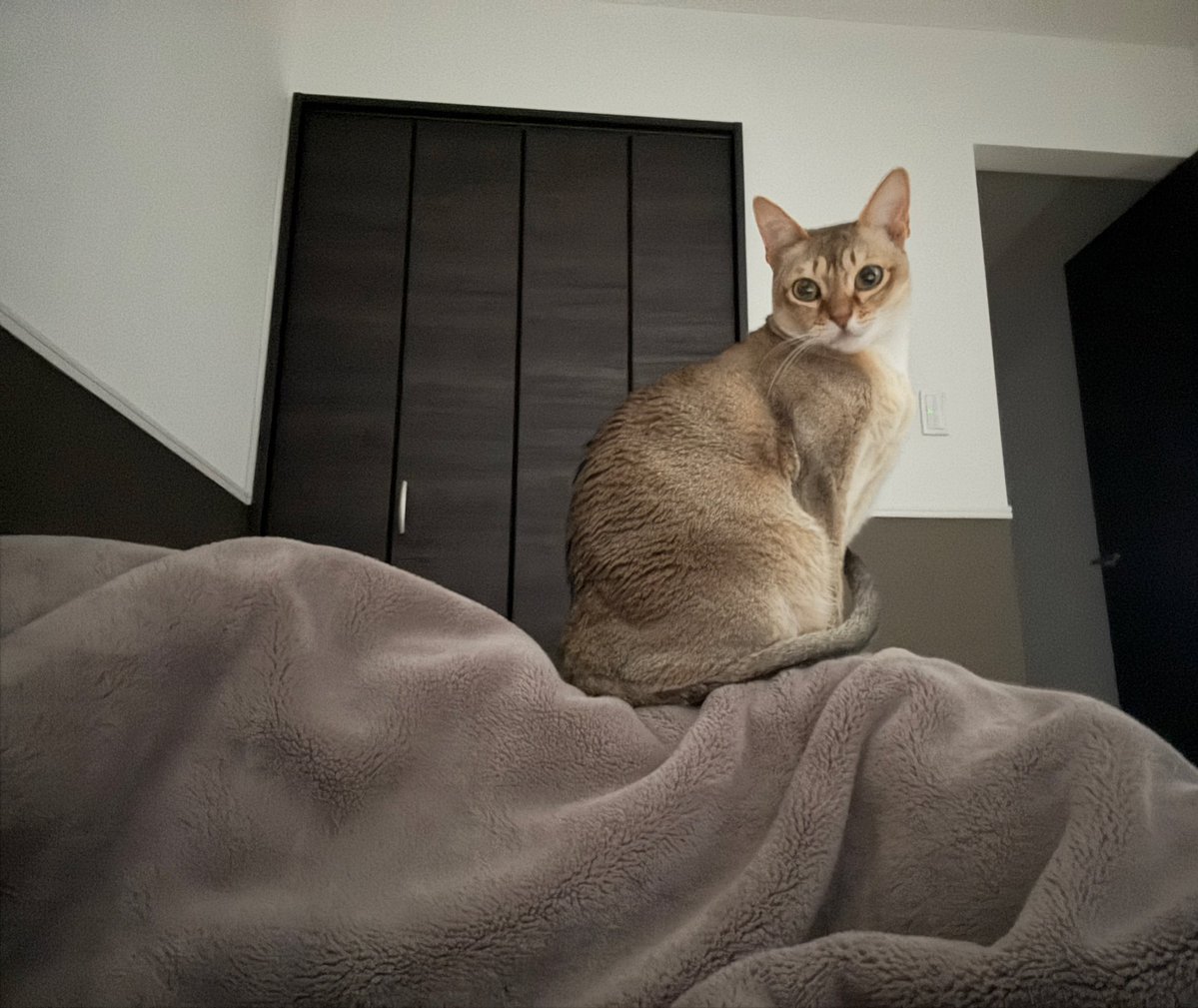 みーちゃん みーちゃん2023春夏セットA | お着替え・その他,おしゃべり人形みー