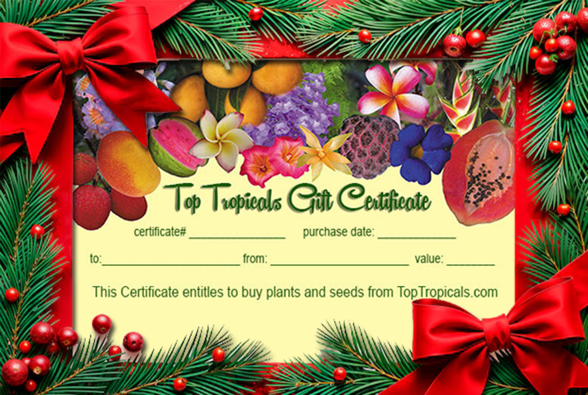 toptropicals's tweet image. 🎁Holiday Gift Card Bonus🎁 

Reminder: buy a gift card, get 15% bonus value through 12/31. 

🎁 Get a gift card:
toptropicals.com/html/toptropic… 

HAPPY GARDENING! 

#giftcard #NewYearVibes