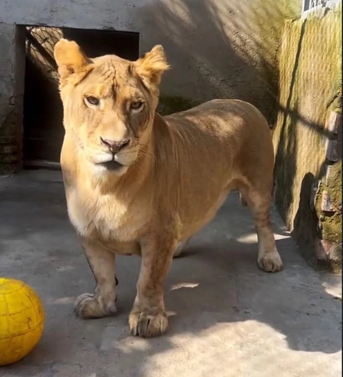 QGdoPOP's tweet image. Leão africano de zoológico na China viraliza por ter pernas curtinhas.