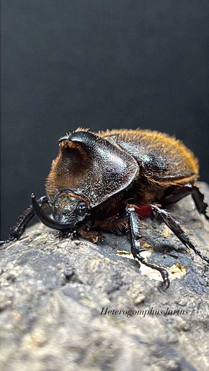 ⭐︎カメ⭐︎ Amazon | [BANDAI] [バンダイ] 仮面ライダーガッチャード DXレジェンド