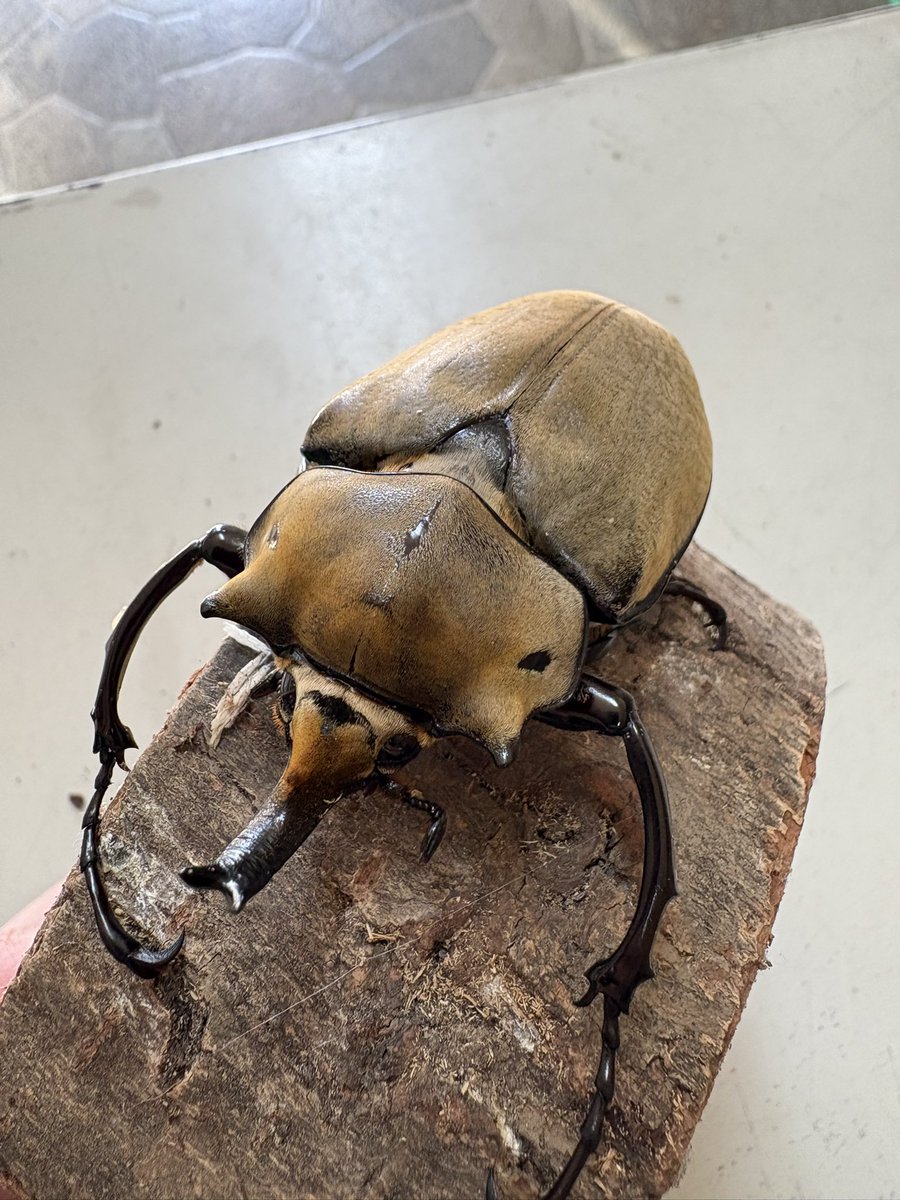 ⭐︎カメ⭐︎ 亀ページ commando-zx-spectrum-wide-2.