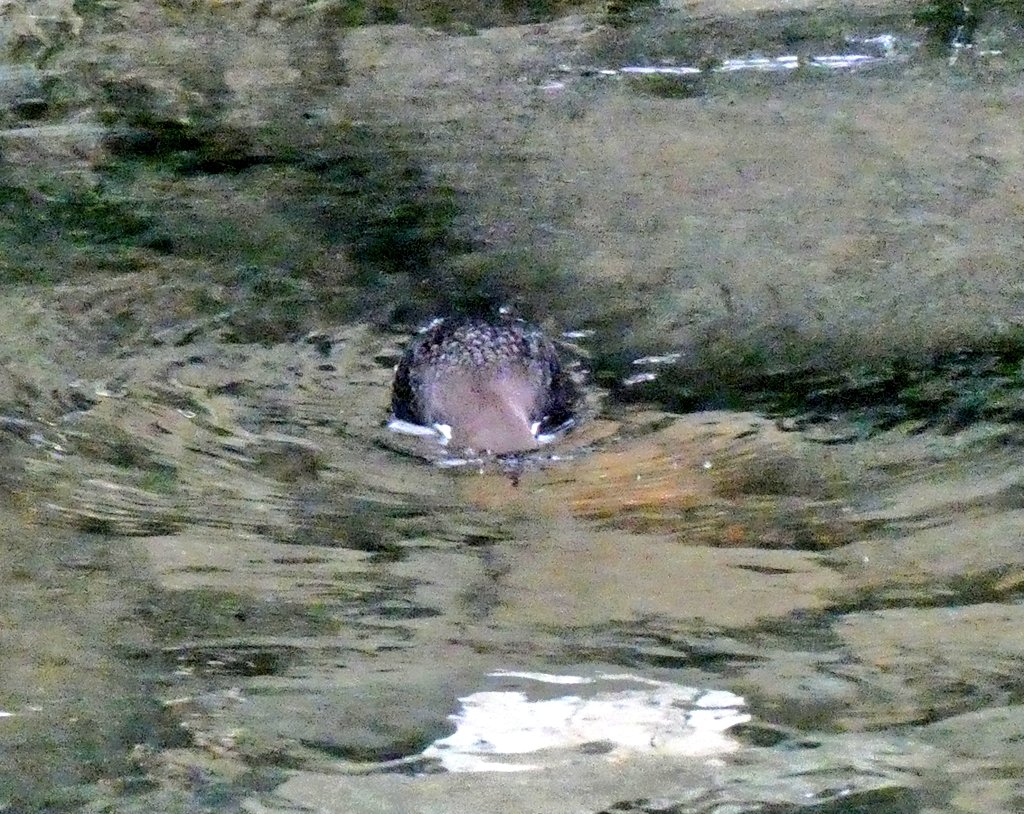 Tim Webster tweet media