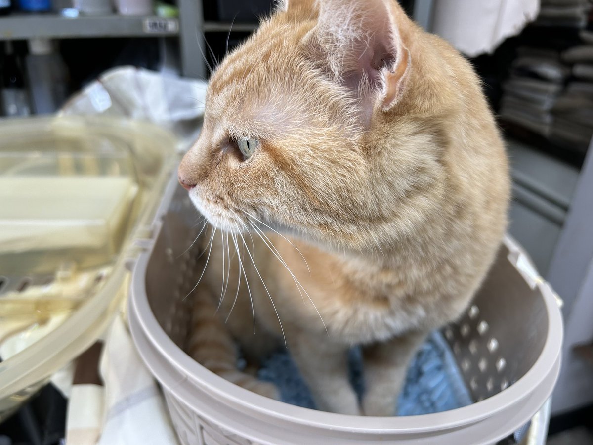 Cutstudioif's tweet photo. 愛しのチーちゃん❣️が会いに来てくれました♪♪
幸せな猫生を過ごしてますね🥹
ヨカッタヨカッタ〜✨✨ https://t.co/FeDVyIRYPd