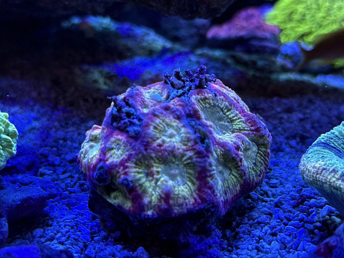 mitsu (@mitsu390) / Posts / X