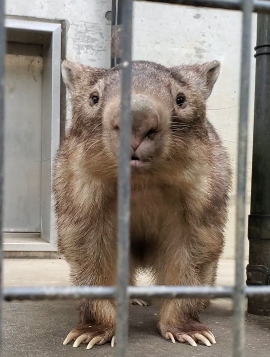 ウォレスくん(♡˙︶˙♡)
＃ウォンバット ＃茶臼山動物園 ＃東山動植物園 2025.10
