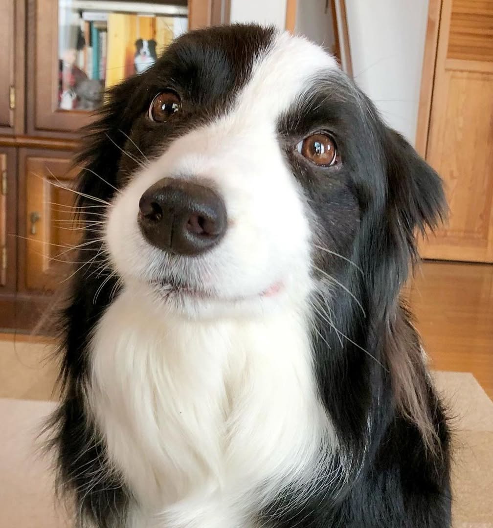 dogssaveworld's tweet photo. https://t.co/U8n4NfWX5H