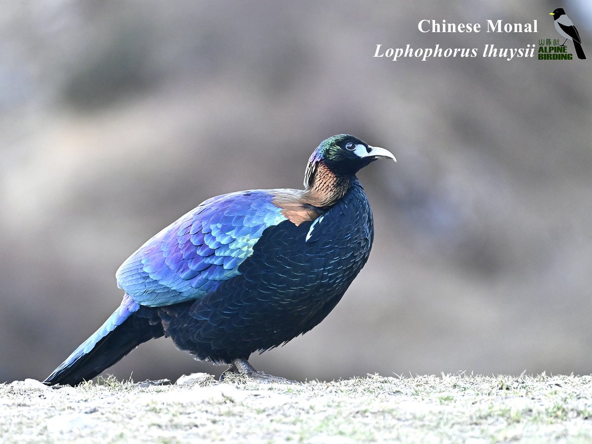 AlpinebirdingT's tweet photo. Chinese Monal (Lophophorus lhuysii)
绿尾虹雉
The adult male is a veritable phoenix, with glittering blue back and tail. The less colorful female is streaky brown.

#birdwatcher
#birdphotography
#birds
#birders
#birdwatching
#birder
#China
#Chinabirdingtour
#birding_in_china https://t.co/AgjSVmuGEq