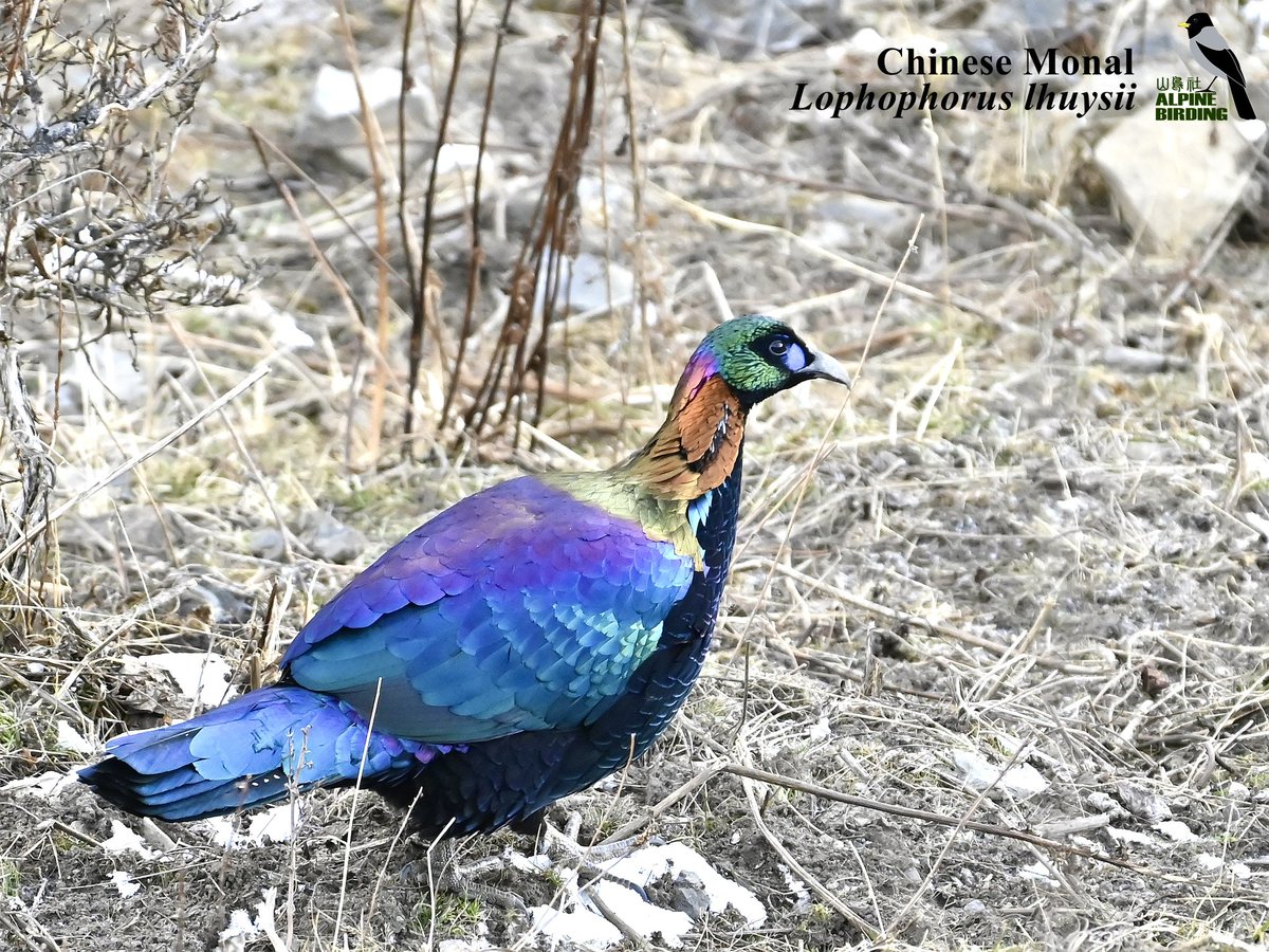 AlpinebirdingT's tweet photo. Chinese Monal (Lophophorus lhuysii)
绿尾虹雉
The adult male is a veritable phoenix, with glittering blue back and tail. The less colorful female is streaky brown.

#birdwatcher
#birdphotography
#birds
#birders
#birdwatching
#birder
#China
#Chinabirdingtour
#birding_in_china https://t.co/AgjSVmuGEq