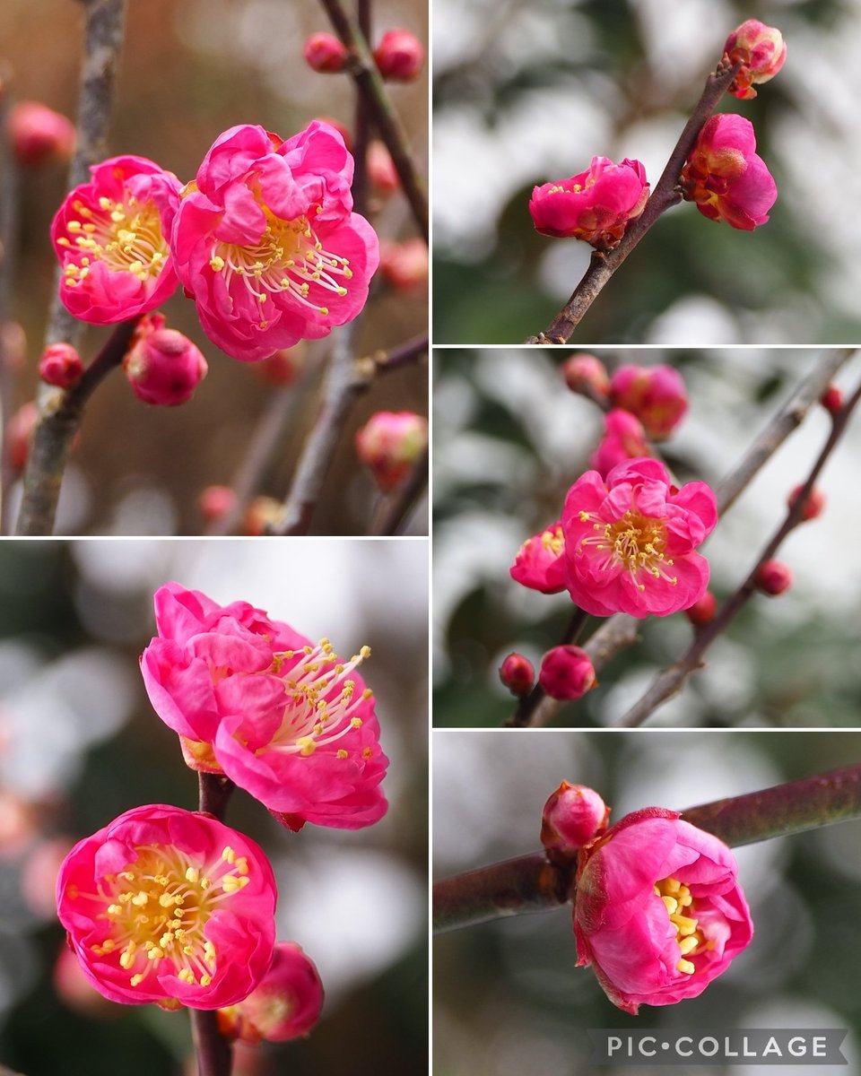 雪 (@yukinokorokka21) / Posts / X