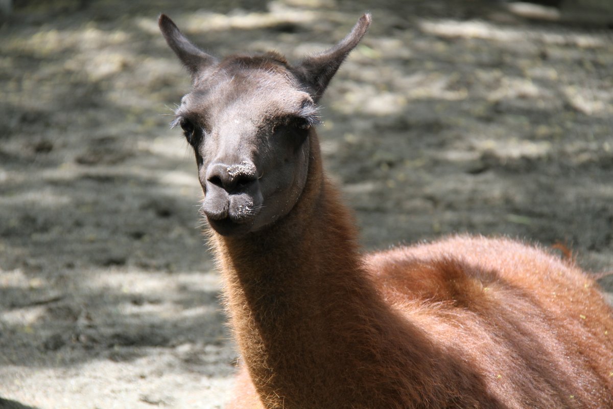 2012年に撮影したラーマくん。
10年以上も毎年のように会ってたんだなぁ、そりゃ思い入れも多少強くなる。
天国で走り回ってると良いな。