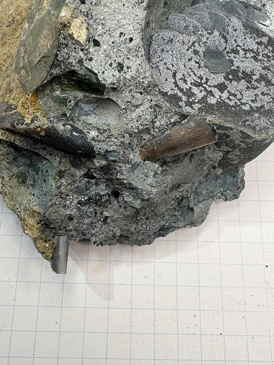 東松山市化石と自然の体験館【公式】 (@kasekitoshizen) / Posts / X