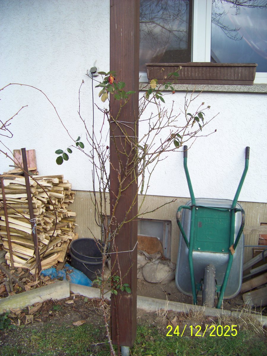 Tyrande1Tyrande's tweet image. 05.
Malsehen wann ich sie dann wieder sehen tue. Aber ich glaube so schnell wird das nicht passieren. Sonst hat mein kleiner Gartenteich eine sehr schöne Eisdecke. Denn die Nächte haben ziemlich starken Frost gehabt. Malsehen ob sie nun über weihnachten noch dicker werden tut.