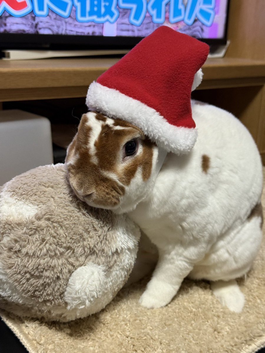 o_iocha5959's tweet photo. 実家のうさぎが実写版ピーターラビットすぎてるw https://t.co/KiGQmTb06w