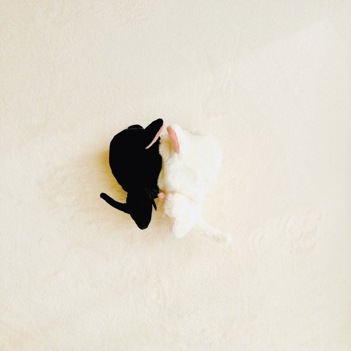 ネコ。ｻﾜﾌｶ🐈‍⬛♥♡
ﾈｺﾂさんは、ふわふわです♡ﾈｺｷﾀくんは、なめらかです♥2人ともさわり心地最高🐾🐾