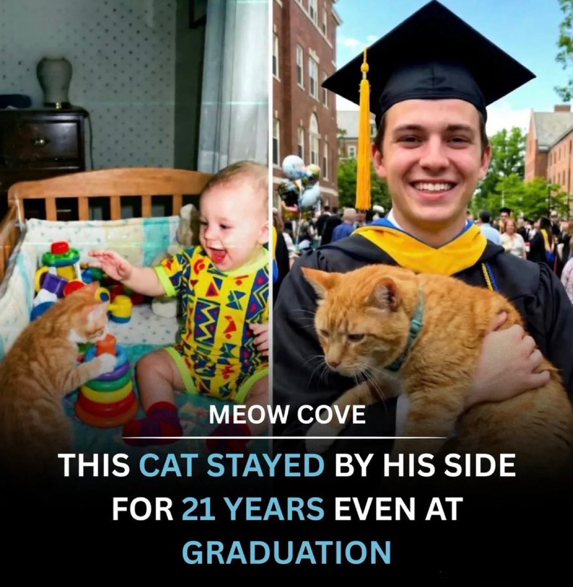 catsareblessing's tweet photo. This cat stayed by his side for 21 years even at graduation https://t.co/Lb2H3coZ9T