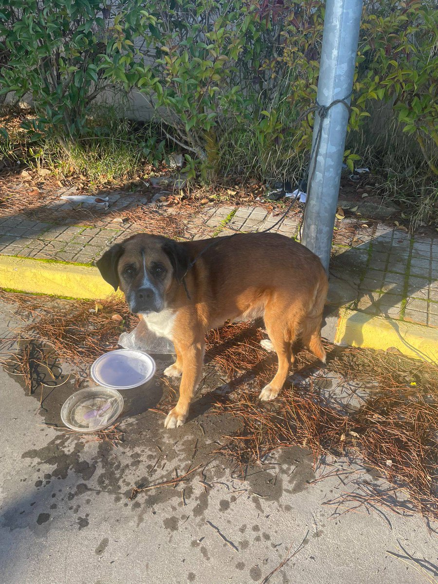 SosAbuelos1's tweet image. #TOLEDO
Lo ataron a una farola en una gasolinera y se fueron....

Es un perro viejo.

Se quedó allí quieto, sin llorar, sin tirar. Esperando, como hacen los perros cuando aún confían.

Mientras la gente repostaba y seguía con su vida… él seguía atado. ¡Qué bonita es la Navidad!…