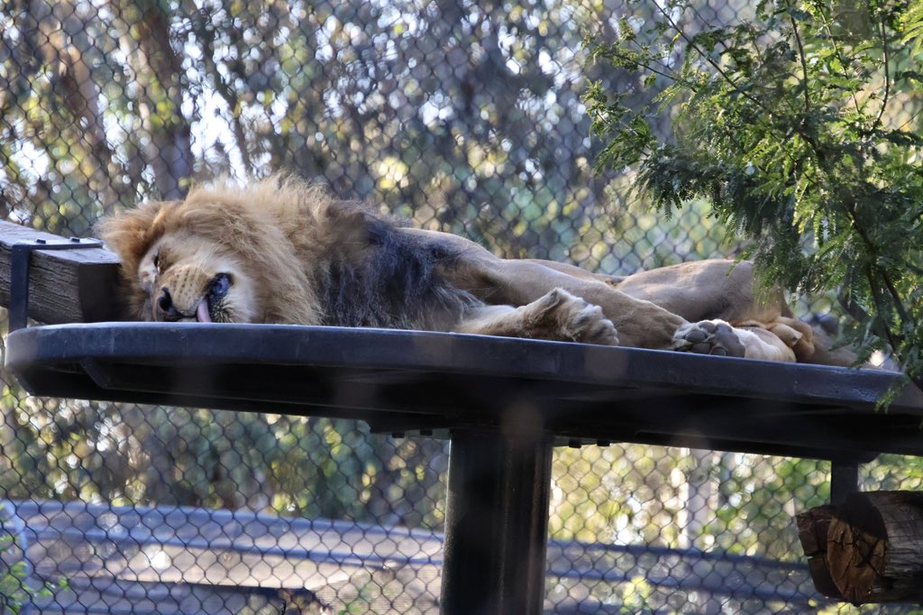 サンディエゴ動物園では、古の北米大陸の捕食者だった、アメリカ