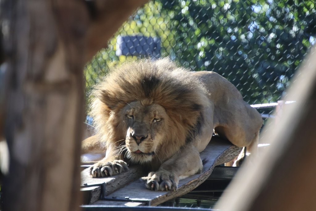 しげぞうライオン サンディエゴ動物園では、古の北米大陸の捕食者だった、アメリカ