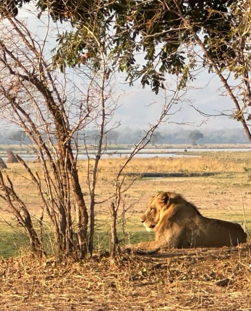 The King of the jungle enjoying the beautiful views of Mana Pools Zimbabwe.