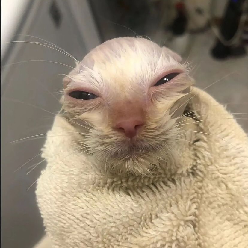 PunchingCat's tweet image. 