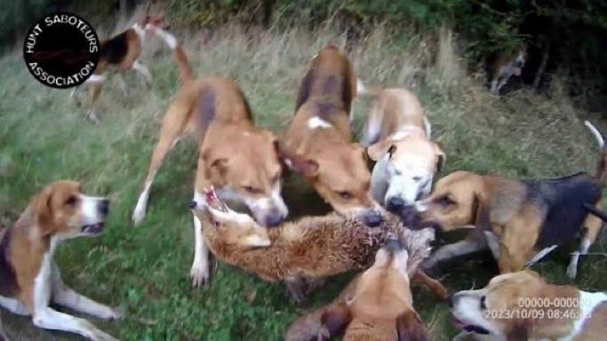 <a href="/Emma_A_Webb/">Emma Trimble</a> Yes government do have an obligation to end trail hunting 

I’m sure if you were a fox being chased to near exhaustion and then finding a foxhole you think is safe, only to be dugout, thrown to hounds &amp; rip to pieces 

You’d be happy for government to Meddle