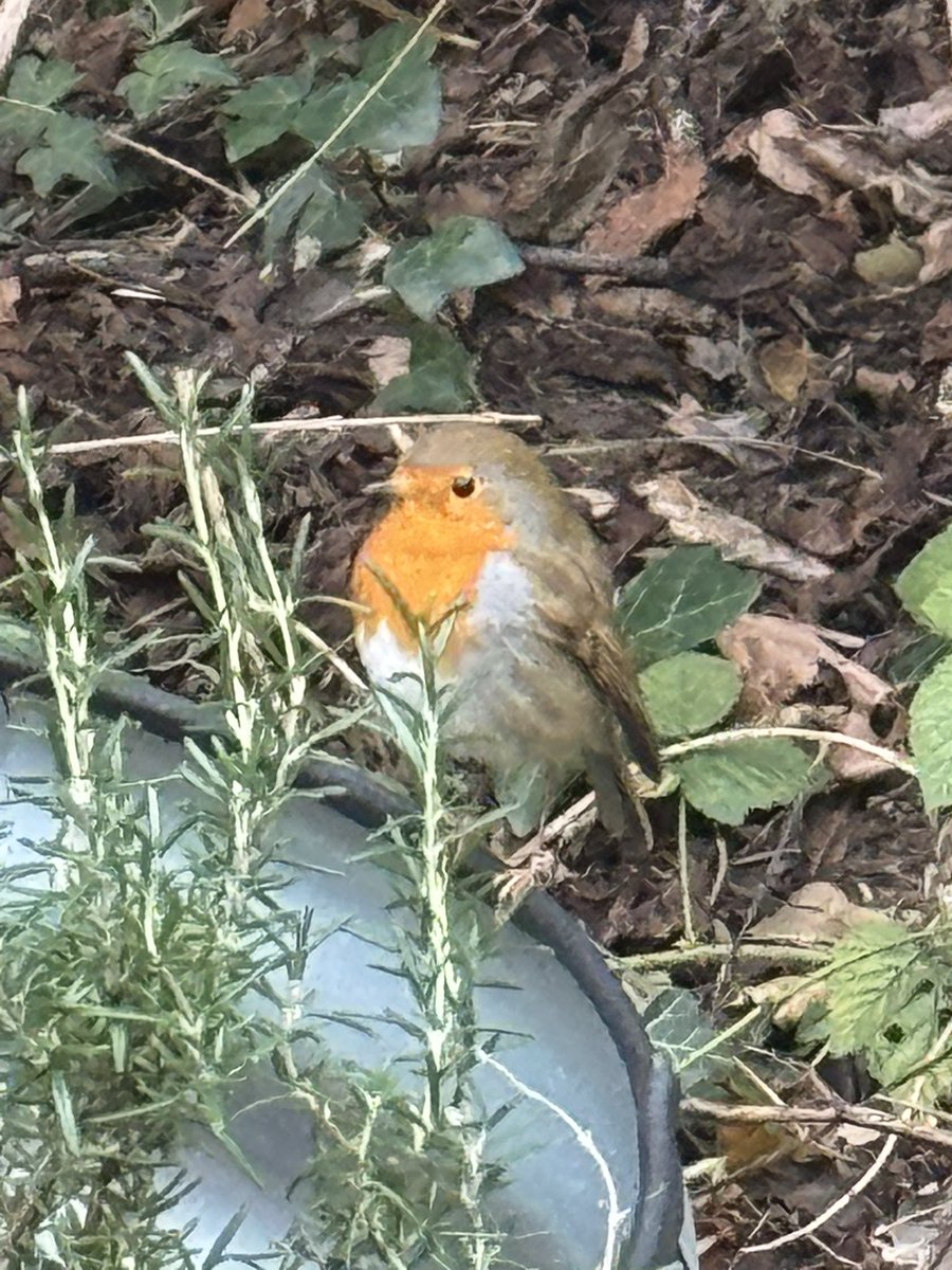 🌻 AnnetteJB- Go Wild tweet media