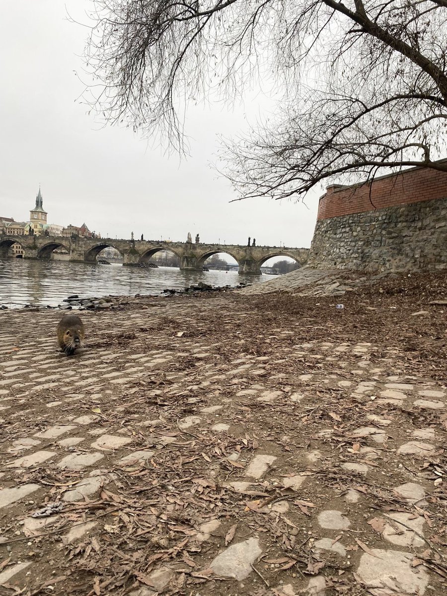 🅛🅤🅝🅘🅣🅐 luna🌛🌜 tweet media