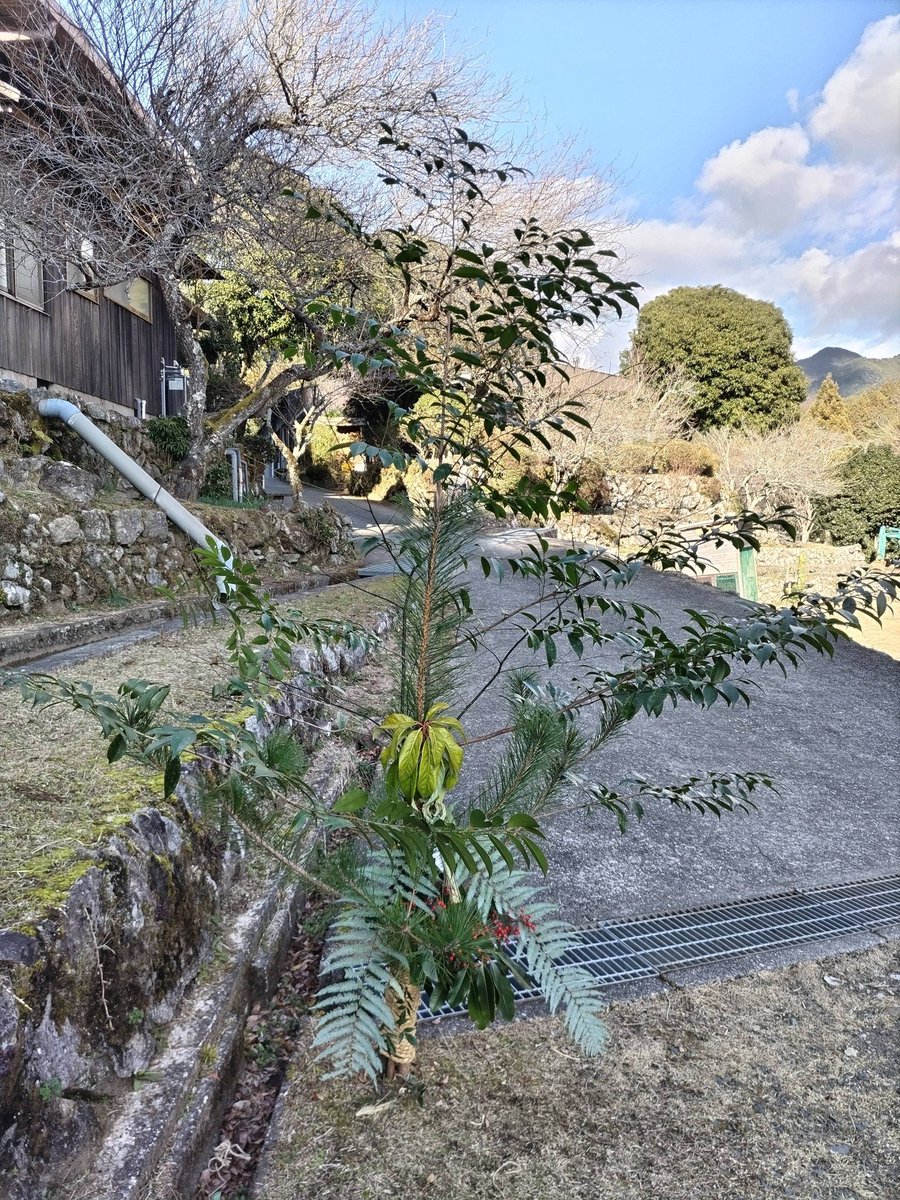 今日は、正月の門松を立てました。 熊野飛鳥では、集落ごとに少しずつ