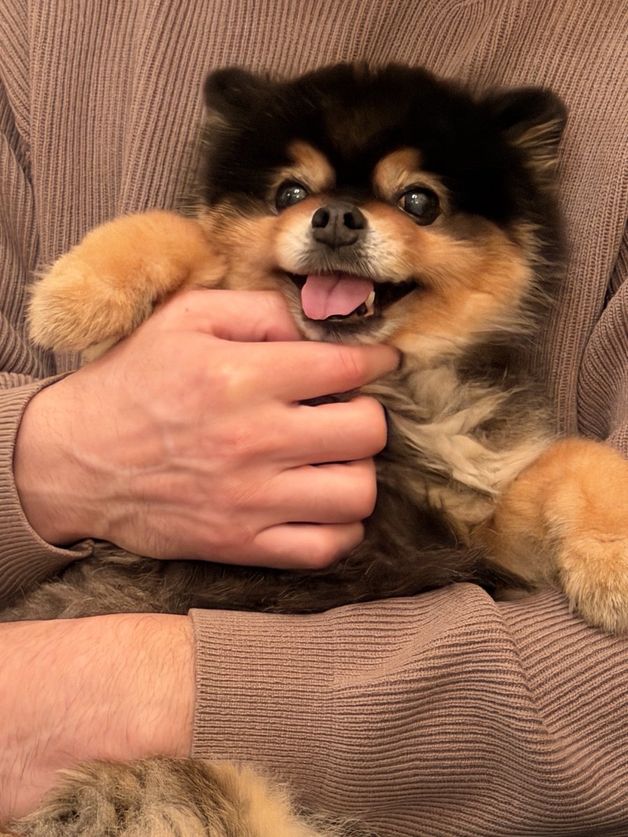 たろ吉(メスのポメ)の飼い主 (@kyabetubatake) / Posts / X